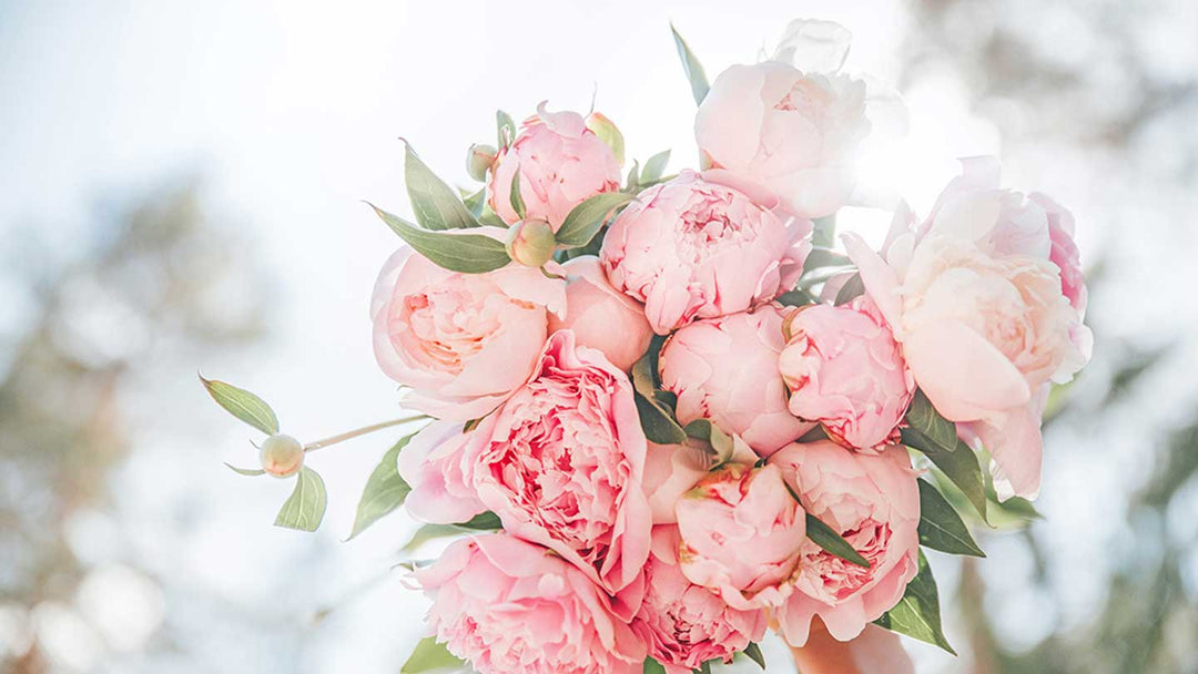 Collection pivoine : naturalité, bio, véganisme... on vous dit tout ! - Panier des Sens