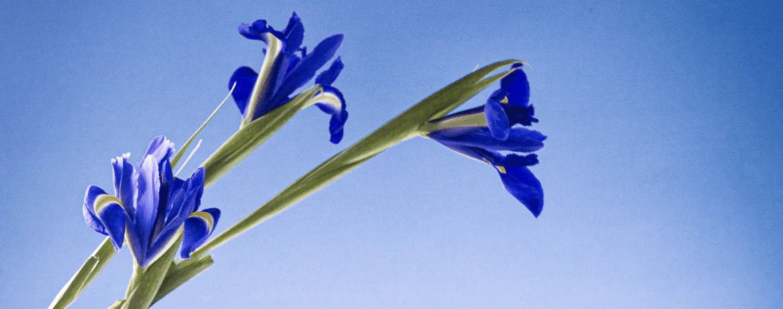 Eaux de toilette aux Pétales d'Iris - Panier des Sens