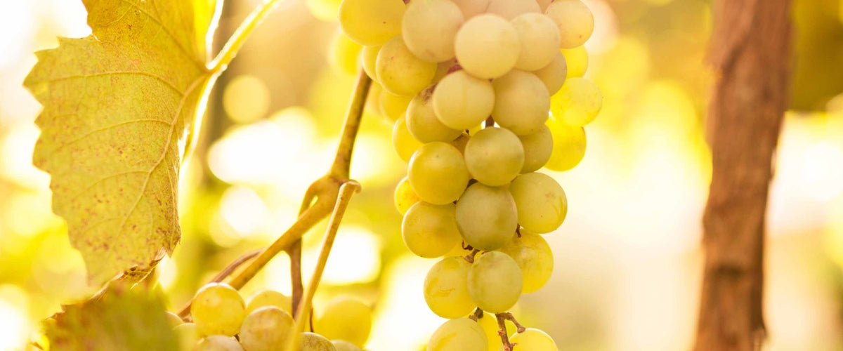 Savons liquides au Raisin - Panier des Sens