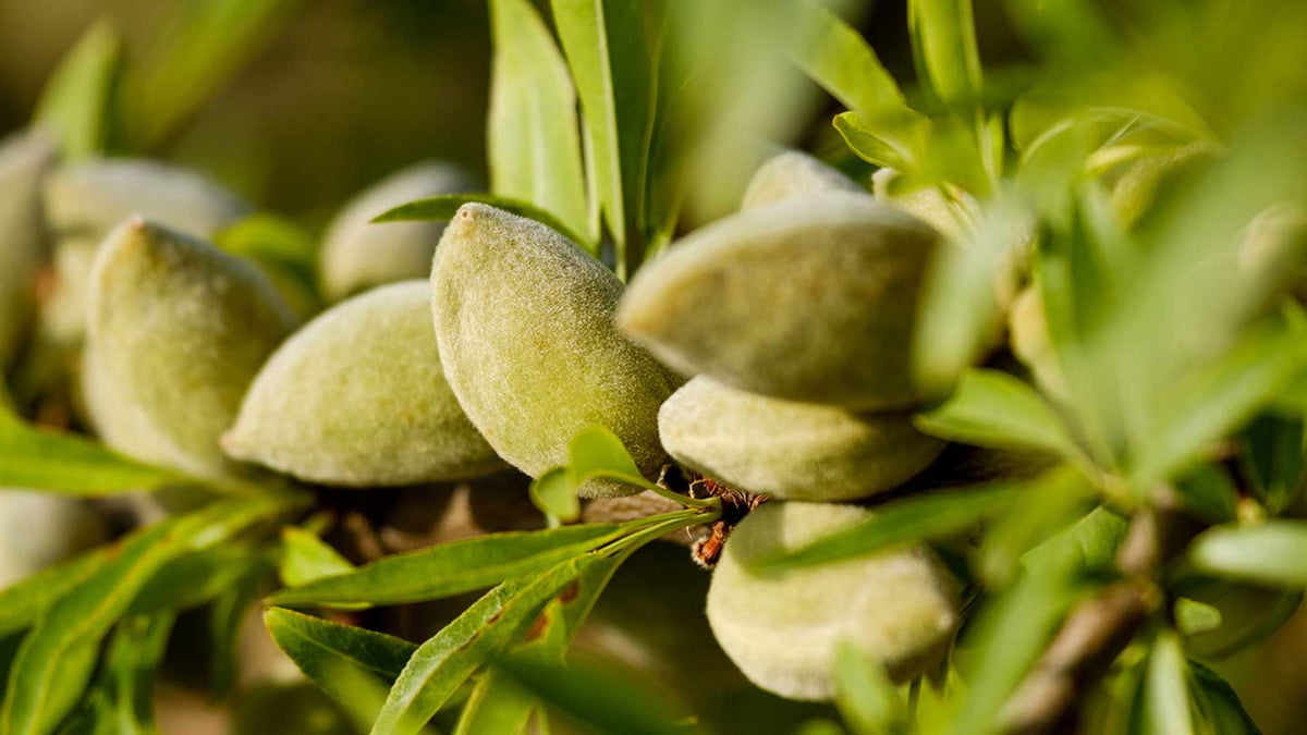 Soins du corps Amande - Panier des Sens