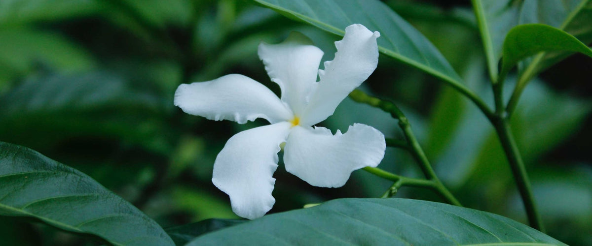 Soins du corps Jasmin - Panier des Sens