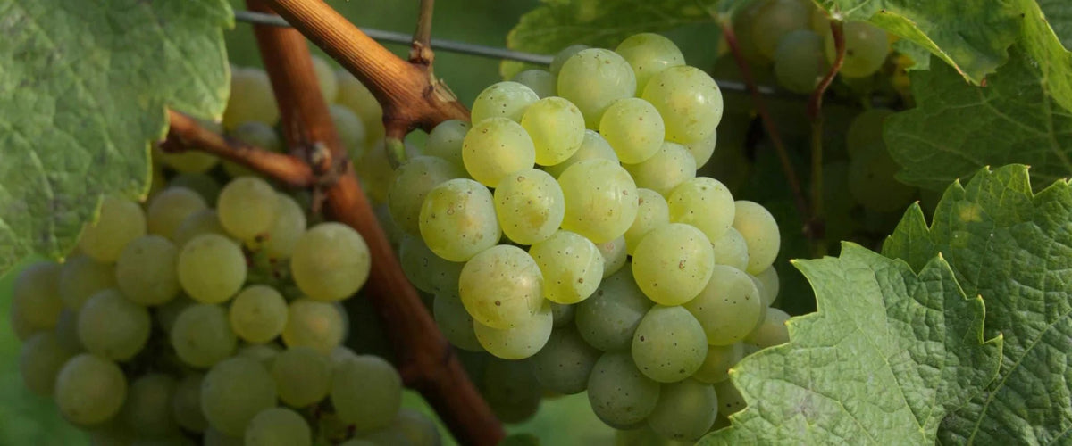 Körperpflege Raisin - Panier des Sens