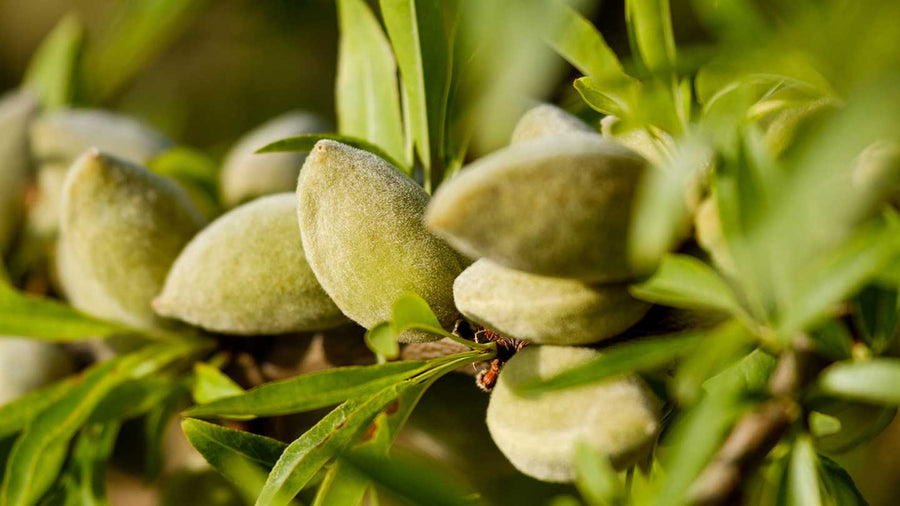amandes